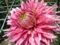 dahlia003.jpg