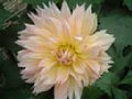 dahlia031.jpg