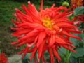 dahlia057.jpg