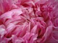 dahlia076.jpg