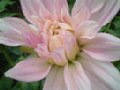 dahlia085.jpg