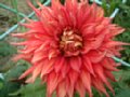 dahlia093.jpg