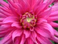 dahlia101.jpg