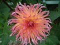 dahlia110.jpg