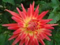 dahlia114.jpg