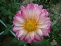 dahlia143.jpg
