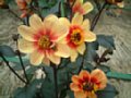 dahlia150.jpg