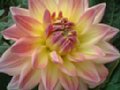 dahlia158.jpg