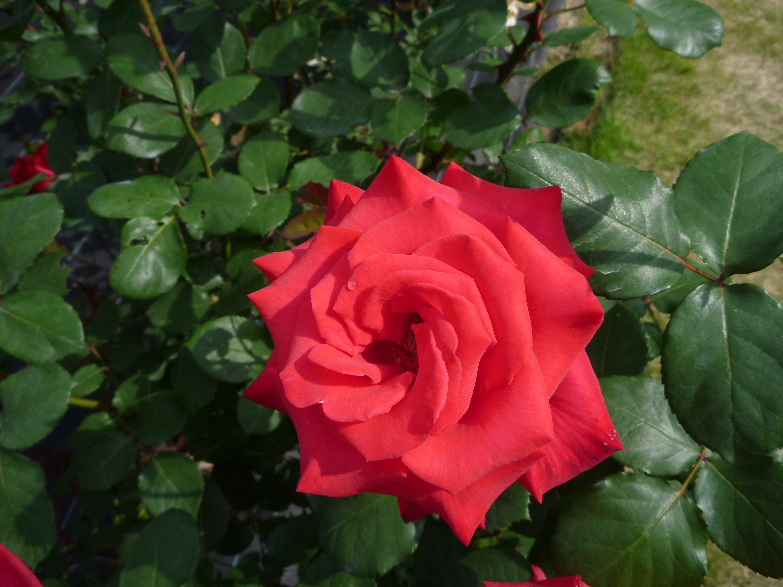 wp5-041.jpg
